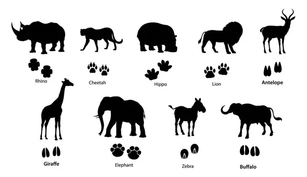 Afrikaanse Dieren Silhouetten Met Voetafdrukken Vectorleeuw Olifant Neushoorn Cheeta Safari — Stockvector