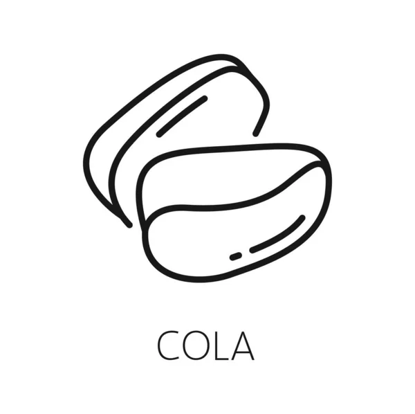 Kola Nut Fruit Isolated Outline Icon Vector Cola Nut Natural — Stock Vector