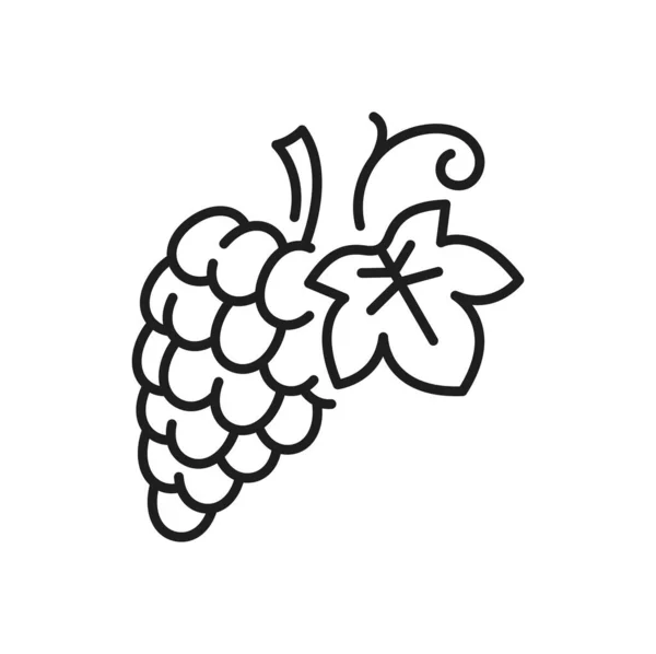 Виноградные Ягоды Изолированной Листовой Иконкой Векторный Виноград Связка Винный Ингредиент — стоковый вектор