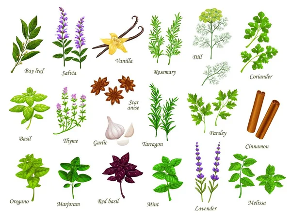 Cartoon Cuisson Des Herbes Des Épices Feuilles Laurier Salvia Vanille — Image vectorielle
