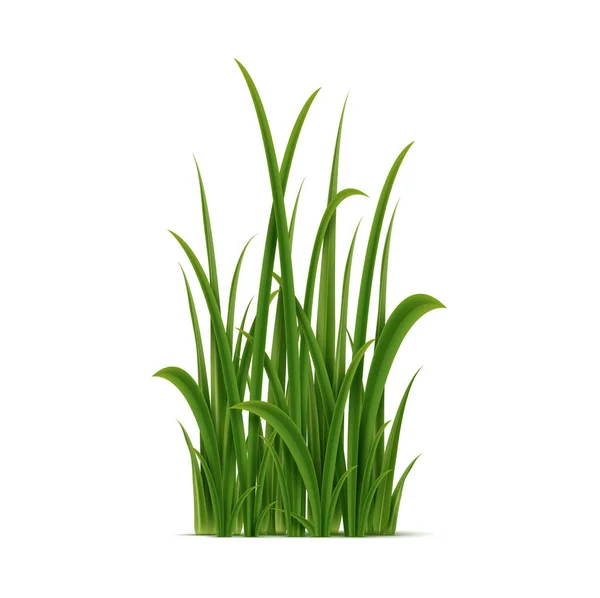Ρεαλιστικό Πράσινο Σύμπλεγμα Χόρτου Απομονωμένο Διανυσματικό Πολυετές Φυτό Λεπτά Φύλλα — Διανυσματικό Αρχείο
