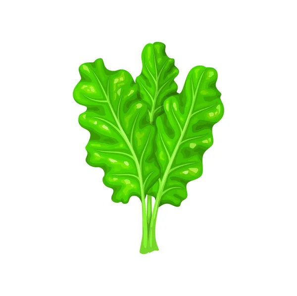 Cartoon Chard Salad Vegetable Agriculture Ripe Harvest Farming Market Veggie — Stock Vector