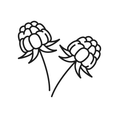 Yaprakları izole edilmiş ince çizgi ikonu olan Cloudberry. Vektör ana hatları İskandinav çileği, fırın elması, akik, düşük çalı salmontu, düğüm, yaban mersini, Averin veya Evron