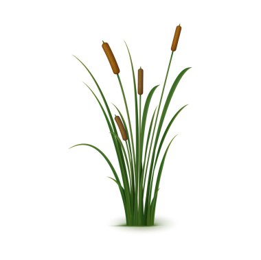 Realistic reed, sedge and grass. Isolated 3d vector rush is a tall, perennial plant that grows in wetlands and along shorelines, providing important habitat for many aquatic and terrestrial species clipart