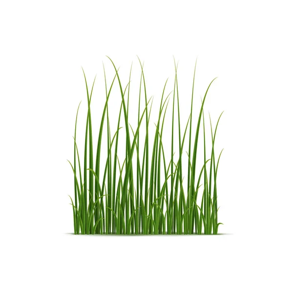 Realistisch Riet Zegge Gras Geïsoleerde Vectorsoort Van Grote Waterplanten Die — Stockvector