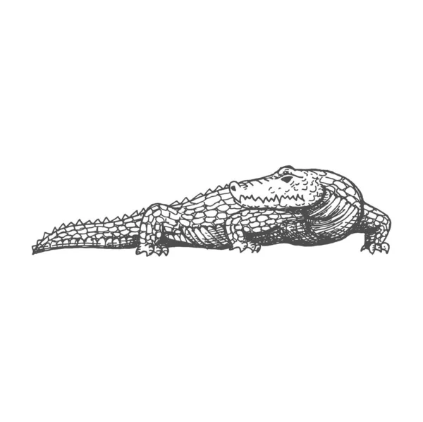Aligátor Skica Krokodýl Starověké Aztécké Zvíře Vintage Reptile Ikona Vektorové — Stockový vektor