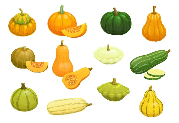 Cartoon Raw Zucchini Pumpkin Squash Butternut Vegetables Vector Farm Veggies — Stock Vector