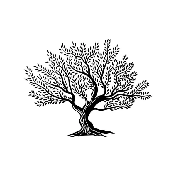 橄榄树分离轮廓图标与树叶作为橄榄油载体标签 有机食品包装标志和橄榄树轮廓标志自然 植物生态或生物额外的原生橄榄油 — 图库矢量图片