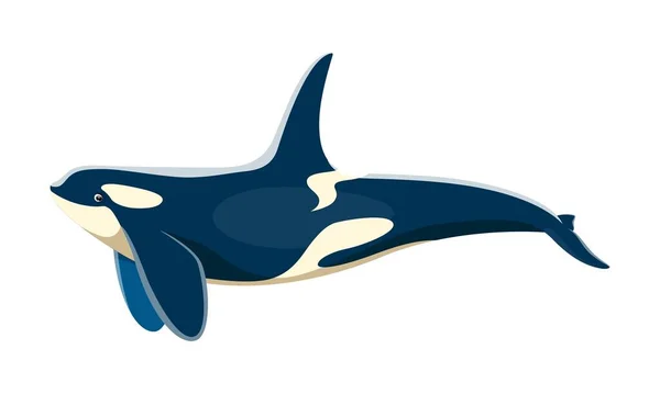 ジンベエザメのキャラクター 孤立した漫画ベクトルのオルカ 独特の黒と白のマーキングを持つ雄大な海洋哺乳動物 海の敏捷性 強力かつインテリジェントなトップ捕食者 — ストックベクタ