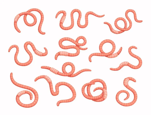 Cartoon Worms Soil Earthworms Garden Ground Insects Cartoon Vector Set — Stock Vector