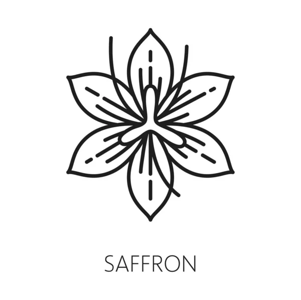 Crocus Fleur Safran Dessin Botanique Floral Fleur Sauvage Isolée Contour — Image vectorielle
