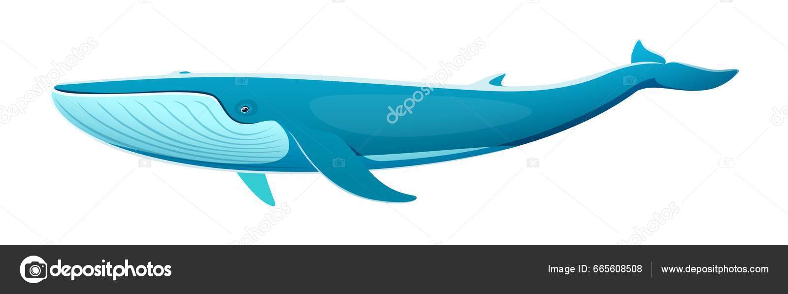 蓝鲸的性格雄伟壮丽的海洋生物以其巨大的体型和独特的蓝灰色而闻名地球上最大的动物生活在海洋中的孤立的卡通病媒