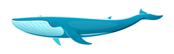 蓝鲸的性格雄伟壮丽的海洋生物以其巨大的体型和独特的蓝灰色而闻名 地球上最大的动物 生活在海洋中的孤立的卡通病媒 — 图库矢量图片