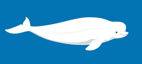 漫画の白鯨やベルーガ海の動物 独立したベクトルとその印象的な白い色とユニークな球根の額で知られる壮大な生き物 社会的性質とメロディックな発声 — ストックベクタ