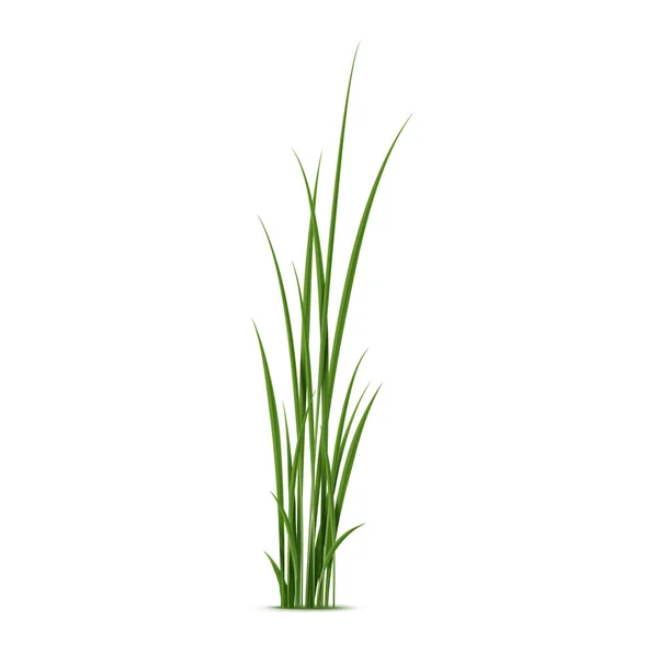 现实的芦苇 芦苇和青草 生长在潮湿和潮湿地区的孤立的3D病媒类型的草 其特点是茎强 叶子窄 — 图库矢量图片