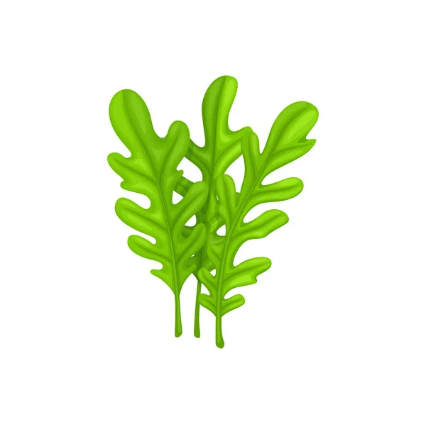 Cartoon Arugula Salát Zelenina Vektorové Listy Rostlinné Potraviny Zelené Byliny — Stockový vektor
