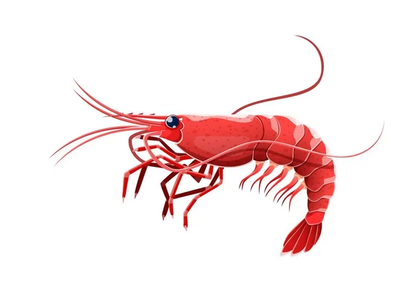 Kreslené Krevety Nebo Krevety Mořské Živočichy Izolovaný Malý Korýš Štíhlým — Stockový vektor