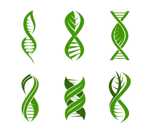 叶片Dna植物图标 健康和自然遗传学研究 载体绿色螺旋体 有机生物技术 生态和生物技术 染色体基因和绿叶植物标志的Dna叶象 — 图库矢量图片