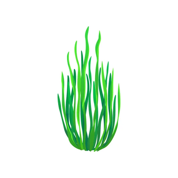 Cartoon Underwater Gutweed Seaweed Plant Aquarium Sea Algae Undersea Plant — Stock Vector