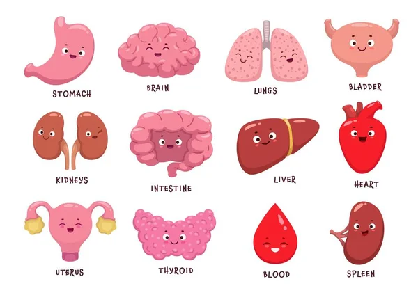 Karikatür Insan Vücudu Karakterleri Vektör Komik Anatomi Karakterleri Beyin Böbrek — Stok Vektör