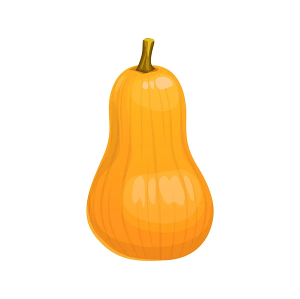 Cartoon Raw Butternut Pumpkin Ripe Squash Vegetable Vector Orange Colored — Stock Vector