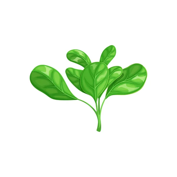 Salade Maïs Caricature Légume Récolte Fraîche Ferme Produit Biologique Marché — Image vectorielle