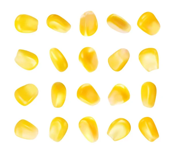Semillas Maíz Maduras Amarillas Aisladas Realistas Perfectas Para Siembra Cultivo — Vector de stock