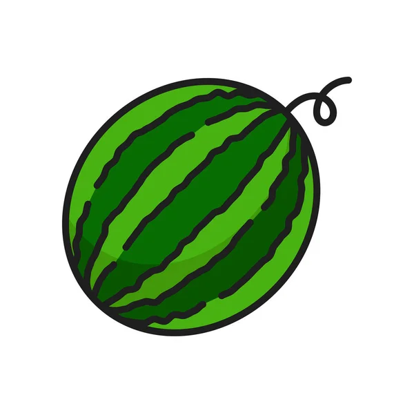 Grüne Rohe Wassermelone Isoliert Gestreifte Sommerbeere Mit Lockigem Stiel Farbe — Stockvektor