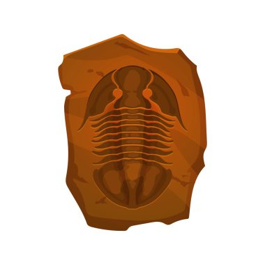 Antik fosil, taşta trilobit izi. Jura çağı hayvan kemiği arkeolojik bulguları, tarih öncesi yaratık vücut parçası paleontoloji müzesi kayası ya da soyu tükenmiş trilobit iskelet taşı taşıyıcı izi.