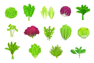 Cartoon salad vegetables, lettuces and green leaf food, isolated vector icons. Salad lettuces of kale, spinach or Chinese cabbage, arugula, chicory or watercress and chard salad or radicchio lettuce clipart