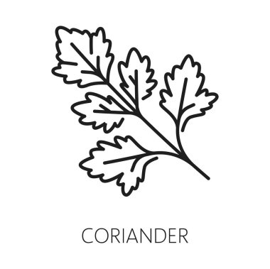 Kişniş ya da maydanoz izole edilmiş bitki çeşnili baharat ana hatları ikonu. Bitki dalı taşıyıcısı, taze koridor aroması baharatı.