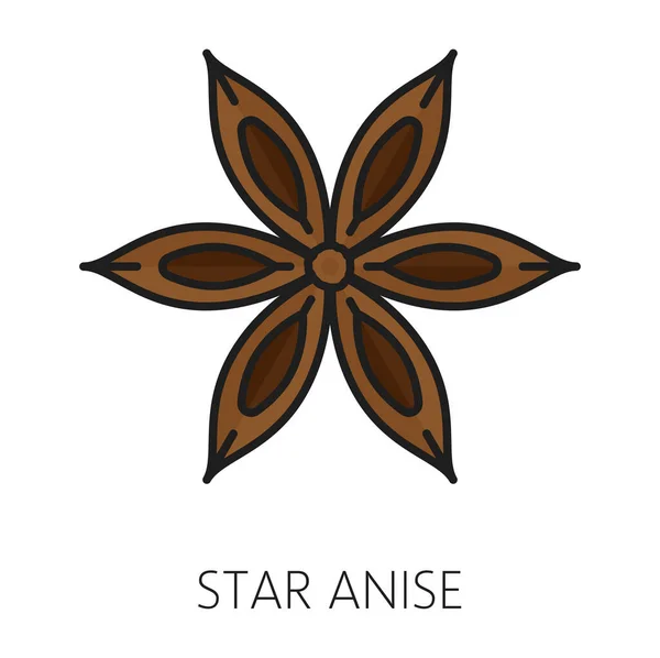Chinese Star Anise Badian Dried Star Shaped Staranise Aniseed Spice — Stock Vector