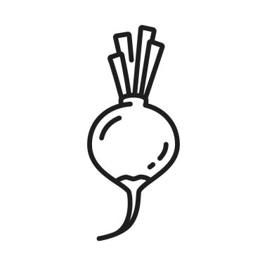 Çiğ turp ve yalıtılmış sebze çizgisi ikonu. Vektör ham salata malzemesi, Avrupa turpu, sebze hasadı ikonu. Vejetaryen yemek kökü, taze pancar kökü.