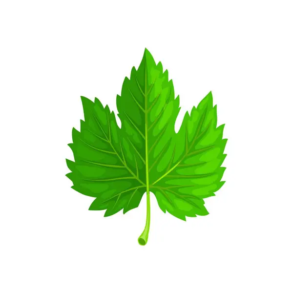 緑のメープルの葉 対称的な形 複雑な静脈 緑豊かな評判の色および指されたロブが付いている隔離された漫画のベクターの葉は自然の美しさを示し 陰および酸素を提供します — ストックベクタ