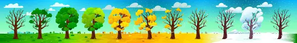 Four season trees landscape. Nature season change concept, calendar vector background with summer trees green crown, yellow leaves in autumn, winter snowy weather and naked branches at springtime