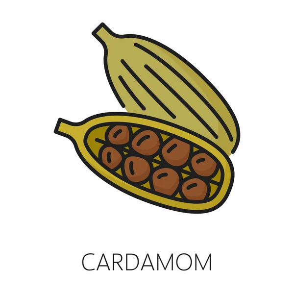 カルダモンポッドと種子カラーアウトラインアイコン ベクタースパイシーな調味料 生の香りの良いカルダム調味料 有機植物 — ストックベクタ