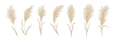 Pampas otu. Steppe doğa ya da çayır bitkisi kurutulmuş bitki, sonbahar bahçesi ya da evin iç kısmı izole edilmiş vektör. Kurumuş yapraklar ve tohum koleksiyonu ile rüzgâr otlakları üzerinde eğilmek