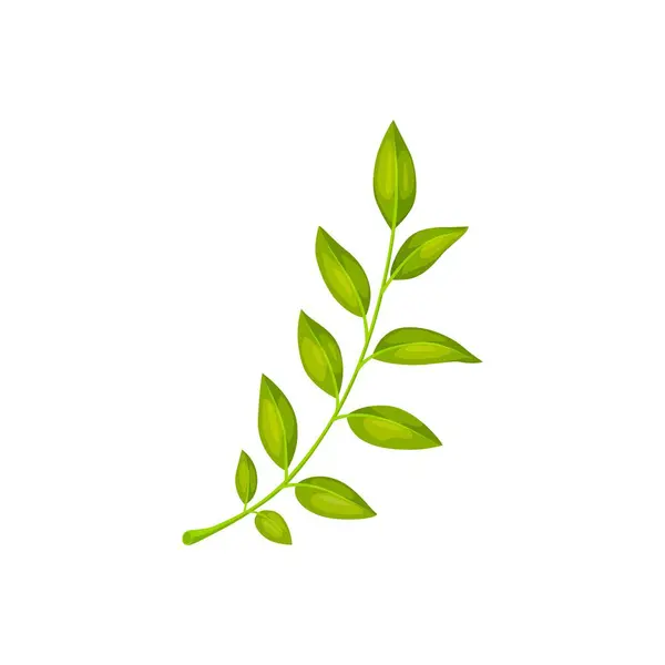 Zielony Liść Odizolowane Drzewo Wektorowe Kreskówki Kwiat Ogrodowy Lub Liście — Wektor stockowy