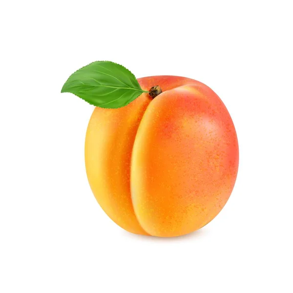 Realistic Ripe Raw Apricot Fruit Isolated Whole Velvety Golden Orange — Stock Vector