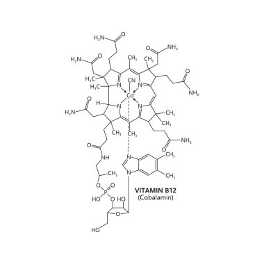 B-12 vitamini, ya da kobalamin, sinir fonksiyonları için gereklidir. Vektör şeması merkezinde bir kobalt atomu içeren karmaşık bir moleküler yapıya sahiptir, bir korrin halkası ve çeşitli yan zincirlerle çevrilidir.