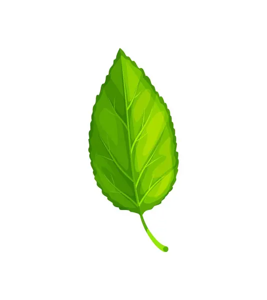 Folha Árvore Verde Folhagem Vetorial Desenhos Animados Isolada Componente Vital — Vetor de Stock