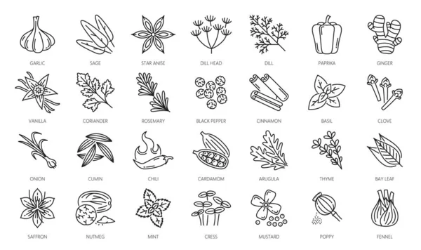 Spice Herbs Seasonings Outline Icons Garlic Sage Star Anise Dill — Stock Vector