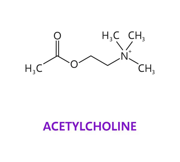 Neurotransmitter Acetylcholine Ach Chemical Formula Molecule Vector Molecular Structure Acetylcholine — Stock Vector