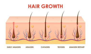 Hair growth cycle or follicles phase with human scalp hair roots structure, vector info diagram. Hair grow cycle anagen, catagen and telogen of hair bulbs phase for trichology medicine infographics clipart