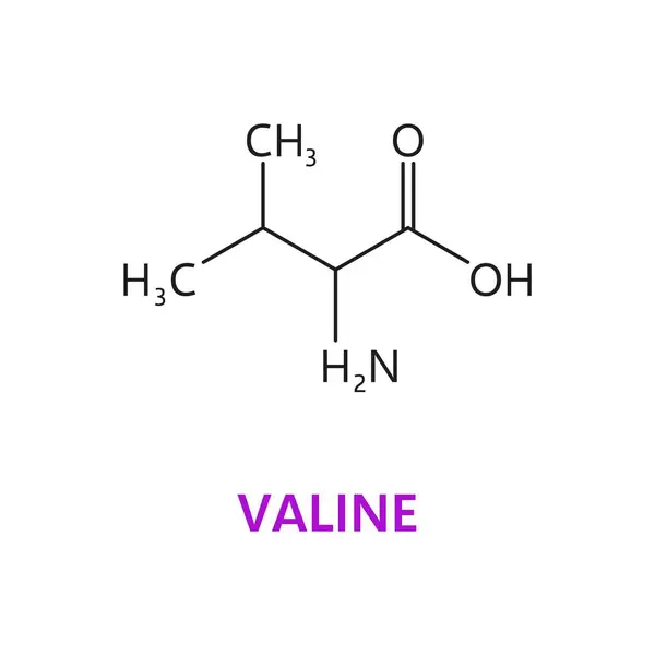 Valine Essential Amino Acid Has Branched Aliphatic Side Chain Vector — Stock Vector