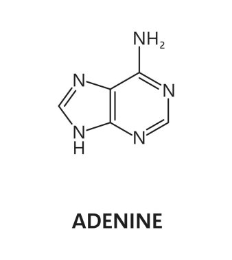 Adenine nükleik asit, nitrojen baz, nitrojen ve hidrojen formülü. Nitrojen ve hidrojen bilimi formülü, nükleik asit moleküler yapısı veya DNA azot baz araştırma molekülü