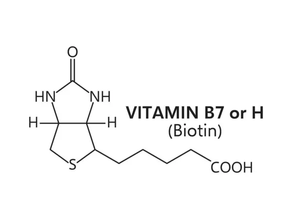 Vitamine Biotine Moleculaire Formule C10H16N2O3S Vectorstructuur Schema Omvat Een Zwavelhoudende Stockvector