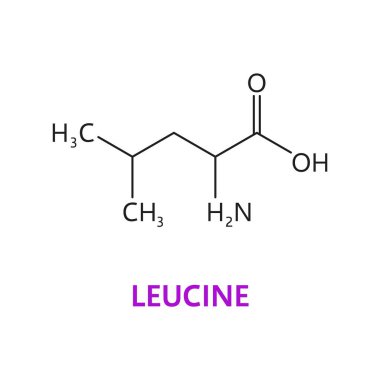 Leucine 'in amino asit kimyasal molekülü, moleküler formül ve yapı zinciri, vektör ikonu. Eczane tıbbı ve sağlıklı beslenme çalışmaları için protein biyosentezinin gerekli lökosin amino asidi