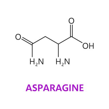 Asparagine amino acid chemical molecules, essential chain structure. Vector c4h8n2o3 model consists of carbon C, hydrogen H, nitrogen N, and oxygen O atoms, forming a key amino acid in proteins clipart