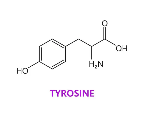 stock vector Tyrosine amino acid chemical molecules, essential structure with a polar side chain, includes a benzene ring, an amino, carboxyl and hydroxyl groups, crucial in synthesizing neurotransmitters, vector